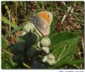 Coenonympha pamphilus